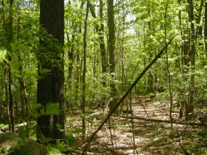 Trail in Spring